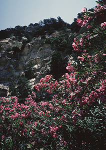 LEICA M3, SUMMICRON 2/50